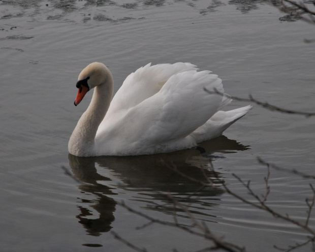 Samotny łabędź