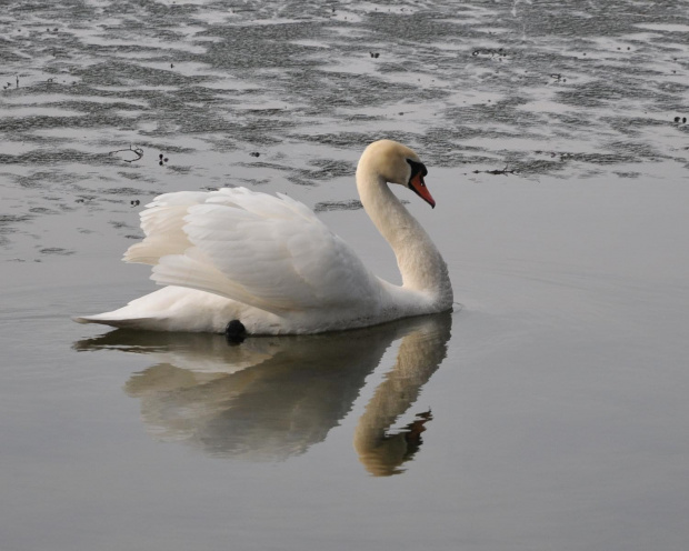 Samotny łabędź