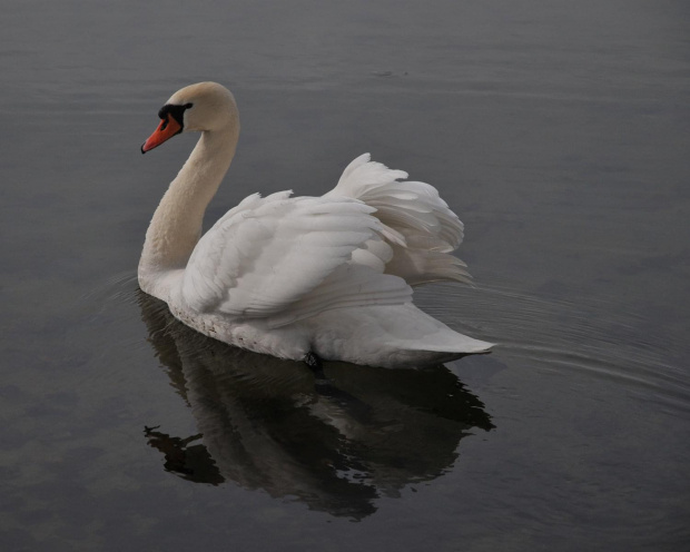 Samotny łabędź