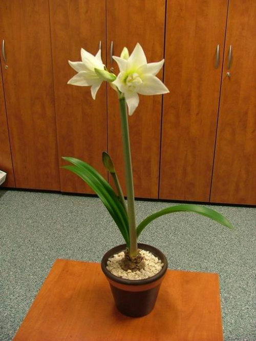 odmiana 'Jewel' - 14 marca 2009 #amarylis #Hippeastrum #hydroponika #Jewel