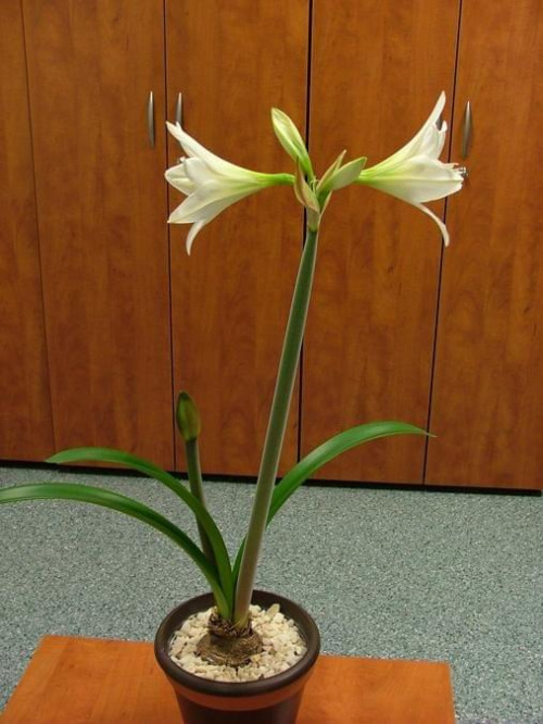 odmiana 'Jewel' - 14 marca 2009 #amarylis #Hippeastrum #hydroponika #Jewel