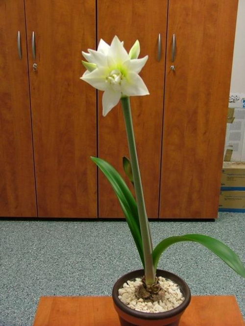 odmiana 'Jewel' - 14 marca 2009 #amarylis #Hippeastrum #hydroponika #Jewel