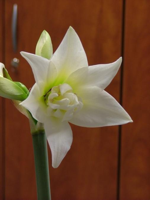 odmiana 'Jewel' - 14 marca 2009 #amarylis #Hippeastrum #hydroponika #Jewel