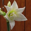 odmiana 'Jewel' - 14 marca 2009 #amarylis #Hippeastrum #hydroponika #Jewel