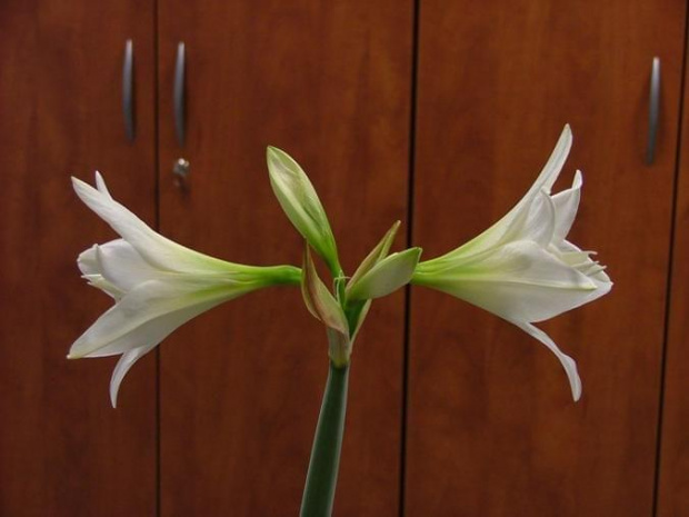 odmiana 'Jewel' - 14 marca 2009 #amarylis #Hippeastrum #hydroponika #Jewel