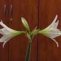 odmiana 'Jewel' - 14 marca 2009 #amarylis #Hippeastrum #hydroponika #Jewel