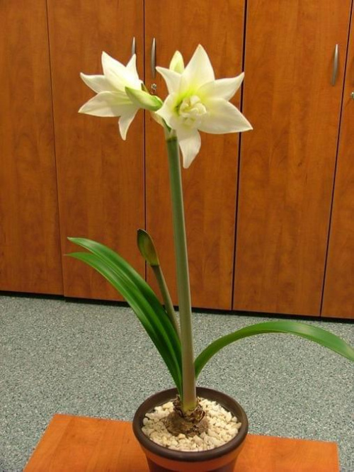 odmiana 'Jewel' - 14 marca 2009 #amarylis #Hippeastrum #hydroponika #Jewel