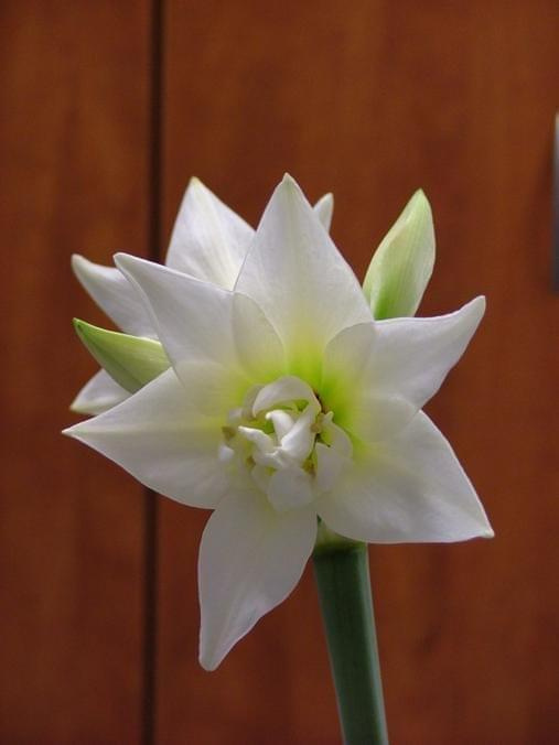 odmiana 'Jewel' - 14 marca 2009 #amarylis #Hippeastrum #hydroponika #Jewel