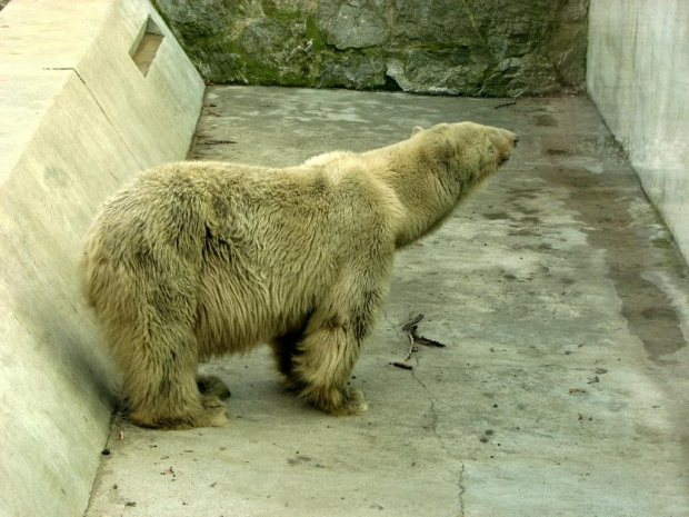 ze względu na przebudowę niewiele zwierząt jest na wybiegach, ale coś tam zawsze spotkać można