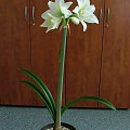 odmiana 'Jewel' - 16 marca 2009 #amarylis #Hippeastrum #hydroponika #Jewel