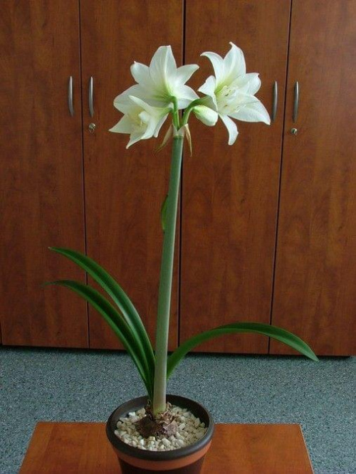 odmiana 'Jewel' - 16 marca 2009 #amarylis #Hippeastrum #hydroponika #Jewel