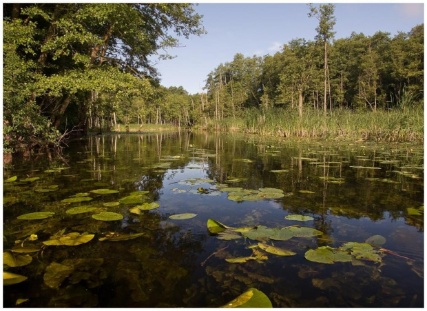 Krutynia (2008) #jeziora #rzeki #mazury #krutynia #spływ #kajak