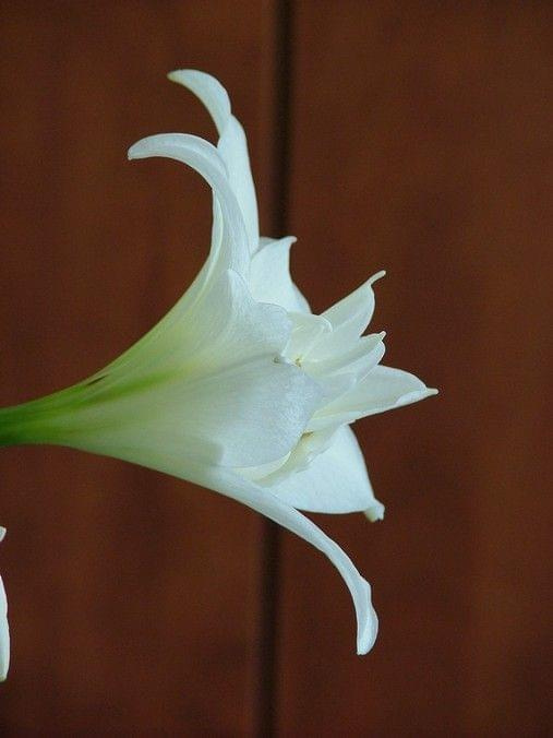 odmiana 'Jewel' - 16 marca 2009 #amarylis #Hippeastrum #hydroponika #Jewel