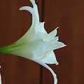 odmiana 'Jewel' - 16 marca 2009 #amarylis #Hippeastrum #hydroponika #Jewel