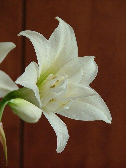 odmiana 'Jewel' - 16 marca 2009 #amarylis #Hippeastrum #hydroponika #Jewel