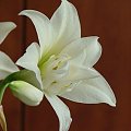 odmiana 'Jewel' - 16 marca 2009 #amarylis #Hippeastrum #hydroponika #Jewel