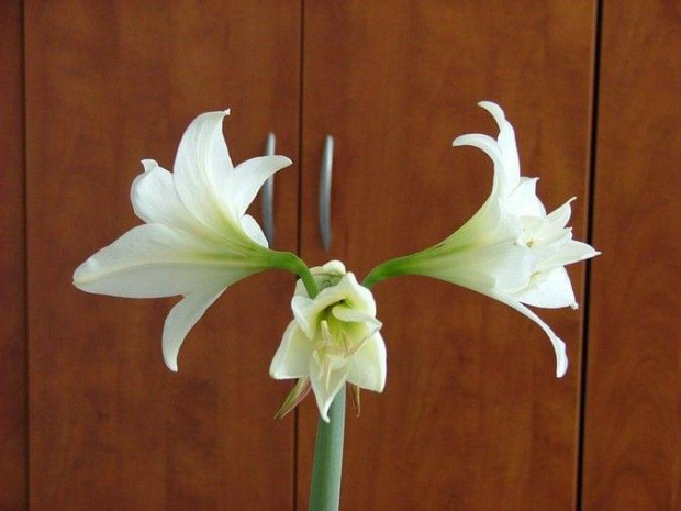 odmiana 'Jewel' - 16 marca 2009 #amarylis #Hippeastrum #hydroponika #Jewel