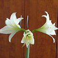 odmiana 'Jewel' - 16 marca 2009 #amarylis #Hippeastrum #hydroponika #Jewel