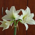 odmiana 'Jewel' - 16 marca 2009 #amarylis #Hippeastrum #hydroponika #Jewel