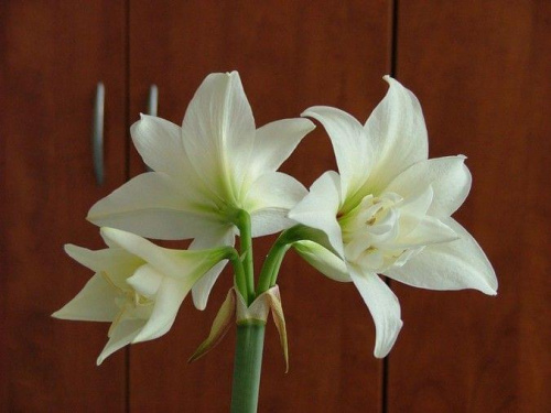 odmiana 'Jewel' - 16 marca 2009 #amarylis #Hippeastrum #hydroponika #Jewel