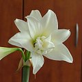 odmiana 'Jewel' - 16 marca 2009 #amarylis #Hippeastrum #hydroponika #Jewel