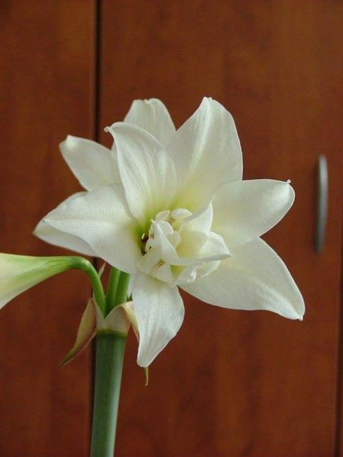 odmiana 'Jewel' - 16 marca 2009 #amarylis #Hippeastrum #hydroponika #Jewel