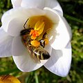 w ogródku co raz radośniej ... :) #kwiaty #krokusy #pszczoły #makro #wiosna #owady