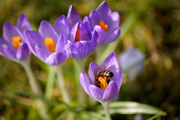 w ogródku co raz radośniej ... :) #kwiaty #krokusy #pszczoły #wiosna