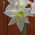 odmiana 'Jewel' - 17 marca 2009 #amarylis #Hippeastrum #hydroponika #Jewel