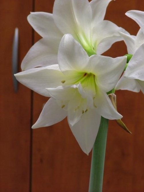 odmiana 'Jewel' - 17 marca 2009 #amarylis #Hippeastrum #hydroponika #Jewel