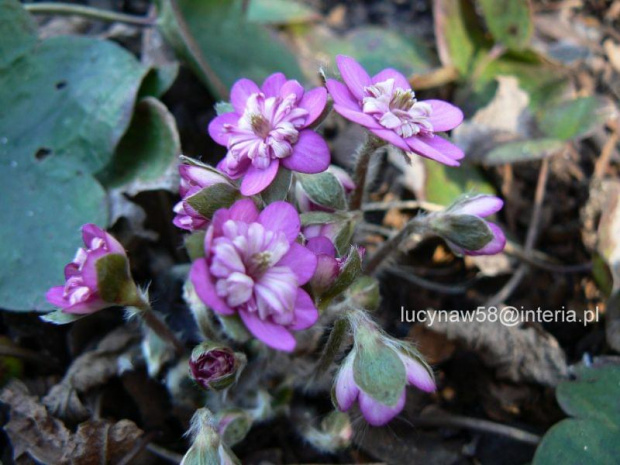 Hepatica