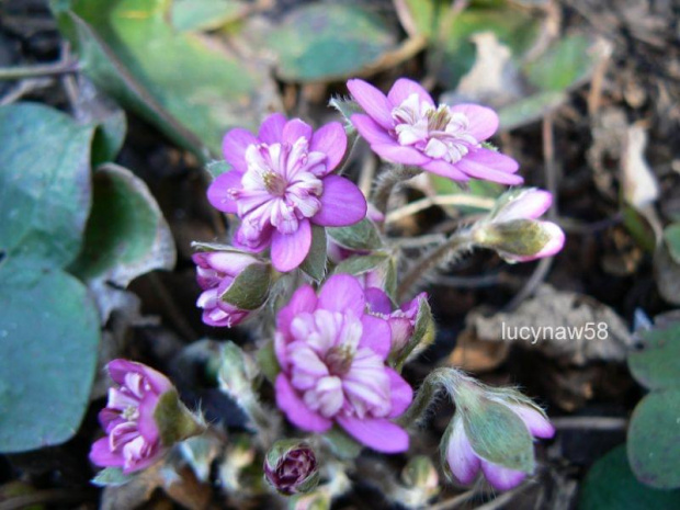 Hepatica