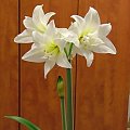 odmiana 'Jewel' - 17 marca 2009 #amarylis #Hippeastrum #hydroponika #Jewel