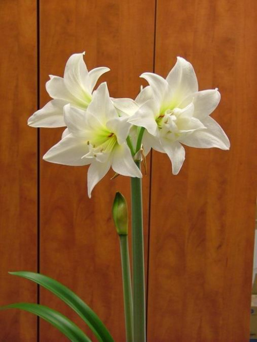 odmiana 'Jewel' - 17 marca 2009 #amarylis #Hippeastrum #hydroponika #Jewel