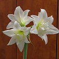 odmiana 'Jewel' - 17 marca 2009 #amarylis #Hippeastrum #hydroponika #Jewel