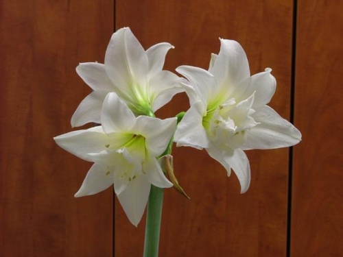 odmiana 'Jewel' - 17 marca 2009 #amarylis #Hippeastrum #hydroponika #Jewel