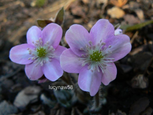 Hepatica