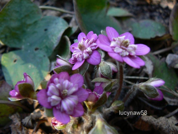 Hepatica