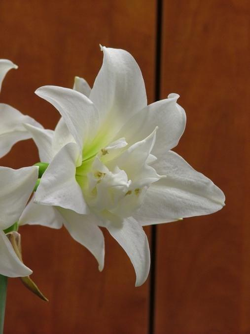 odmiana 'Jewel' - 17 marca 2009 #amarylis #Hippeastrum #hydroponika #Jewel