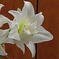 odmiana 'Jewel' - 17 marca 2009 #amarylis #Hippeastrum #hydroponika #Jewel