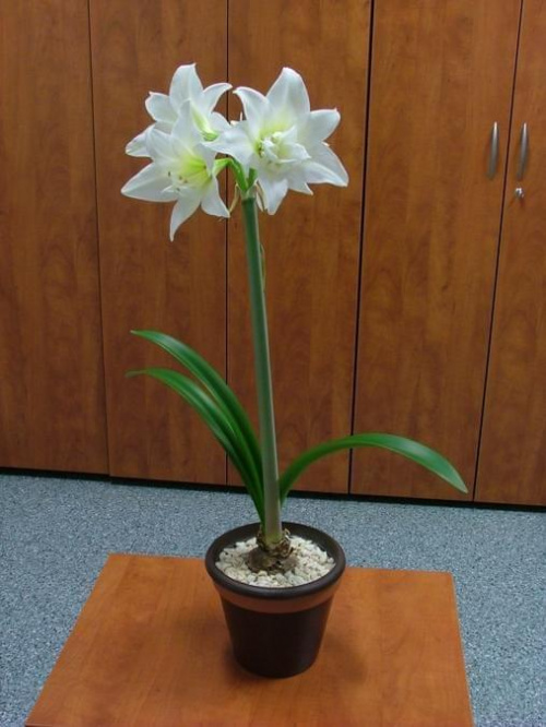 odmiana 'Jewel' - 17 marca 2009 #amarylis #Hippeastrum #hydroponika #Jewel