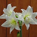 odmiana 'Jewel' - 17 marca 2009 #amarylis #Hippeastrum #hydroponika #Jewel