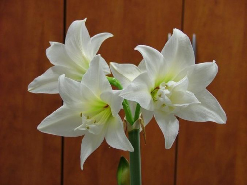 odmiana 'Jewel' - 17 marca 2009 #amarylis #Hippeastrum #hydroponika #Jewel