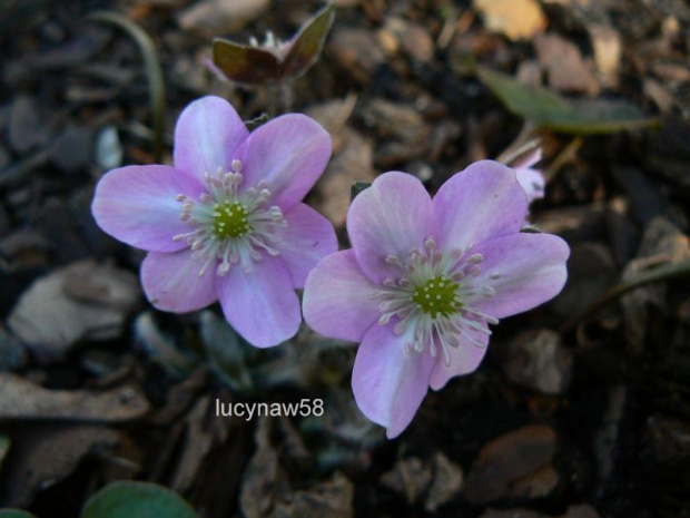 Hepatica