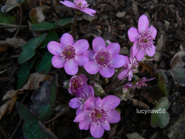 Hepatica