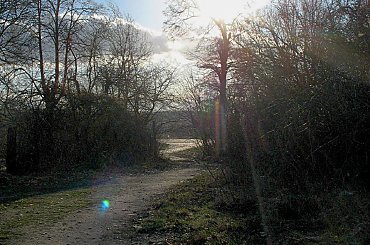 #natura #niebo #słońce #drzewa #ścieżka