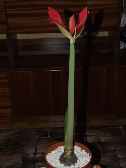 odmiana 'Rilona' - 21 marca 2009 #amarylis #Hippeastrum #hydroponika #Rilona