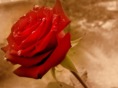 #róża #róże #kwiaty