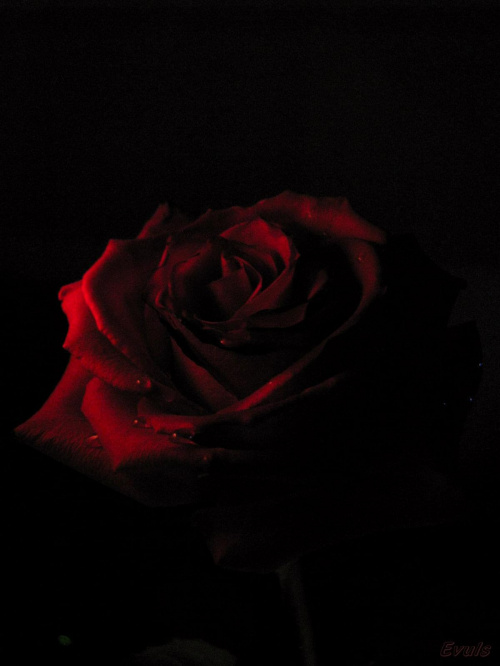 #róża #róże #kwiaty