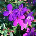 Tibouchina Carol Lyn z bialymi precikami.